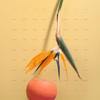 demo-attachment-264-pexels-daria-liudnaya-7354422-min